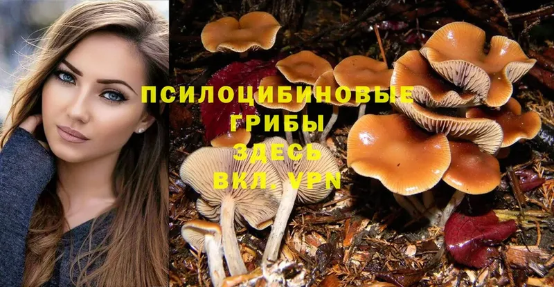 Галлюциногенные грибы Psilocybine cubensis Донской